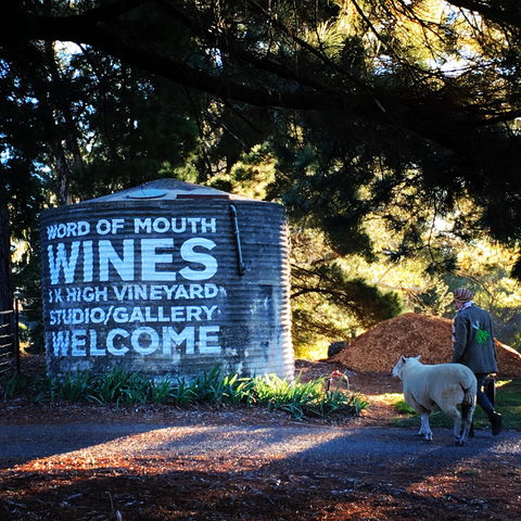 Word Of Mouth Wines - Pubs Adelaide 1