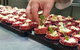 Bistro 38 - thumb 4