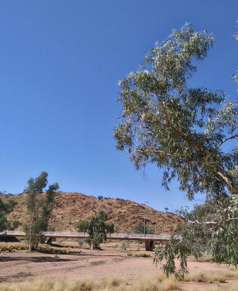 Bean Tree Cafe - Pubs Adelaide 3