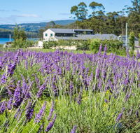 Port Arthur Lavender - Pubs Adelaide