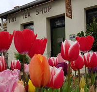 Tiny Tea Shop