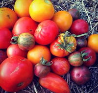 The Seasonal Garden Cafe - Pubs Adelaide