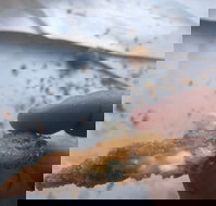 Wild Local Prawns - Pubs Adelaide