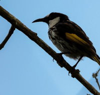 Ivy Cottage - Pubs Adelaide
