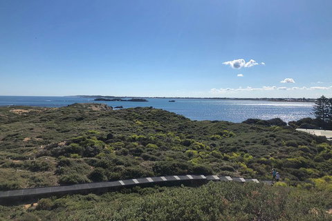 Penguin Island And Fremantle - Canoe, Chocolate & Coffee - Pubs Adelaide 0