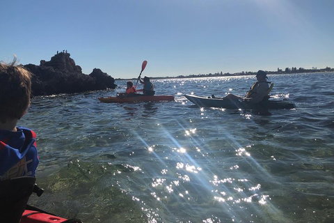 Penguin Island And Fremantle - Canoe, Chocolate & Coffee - Pubs Adelaide 1