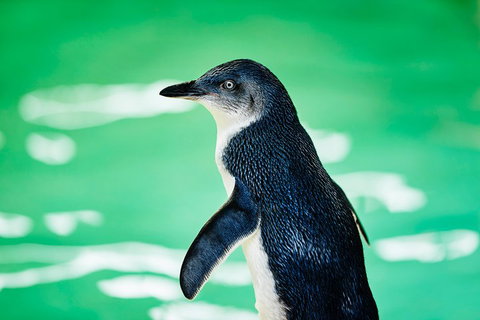 Penguin Island And Fremantle - Canoe, Chocolate & Coffee - Pubs Adelaide 4