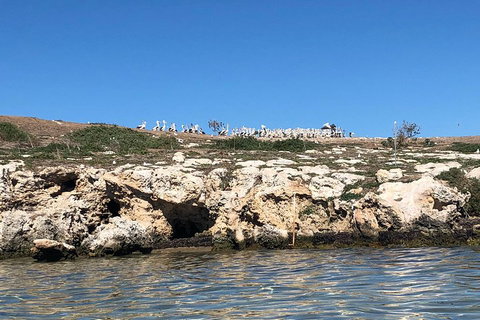 Penguin Island And Fremantle - Canoe, Chocolate & Coffee - Pubs Adelaide 5