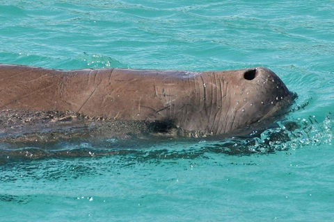 Cruise In Moreton Bay Marine Park And Moreton Island - Pubs Adelaide 3