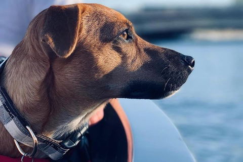 1.5-Hour Boat Rental In Melbourne - Pubs Adelaide 0