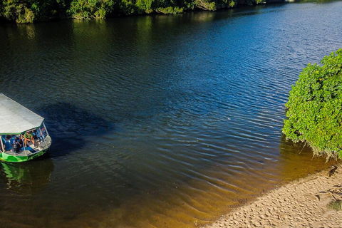 Afternoon Half-Day Daintree Rainforest And River Tour - Pubs Adelaide 3