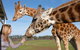 Melbourne City Card (2 Days): Visit Unlimited Attractions! - thumb 1