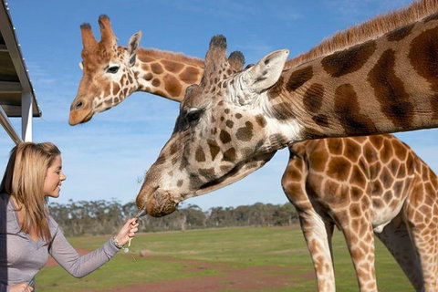 Melbourne City Card (2 Days): Visit Unlimited Attractions! - Pubs Adelaide 1