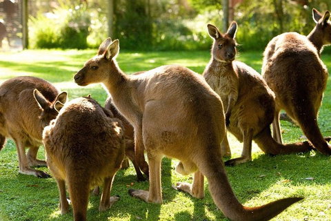 Melbourne City Card (3 Days): Visit Unlimited Attractions! - Pubs Adelaide 4