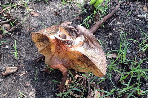 Litchfield National Park And Jumping Crocodile Cruise - Pubs Adelaide 1