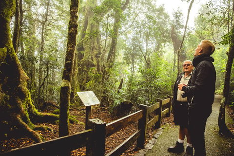 Full-day Springbrook National Park Tour From The Gold Coast - Pubs Adelaide 1