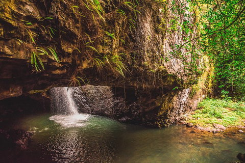 Full-day Springbrook National Park Tour From The Gold Coast - Pubs Adelaide 4