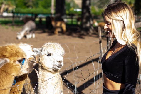 O'Reilly's & Lamington National Park Incl. Alpaca Farm + Vineyard - Pubs Adelaide 3