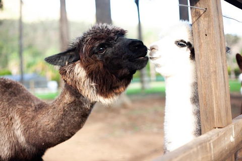O'Reilly's & Lamington National Park Incl. Alpaca Farm + Vineyard - Pubs Adelaide 4