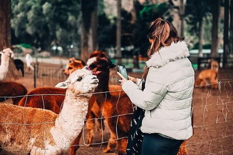 O'Reilly's & Lamington National Park Incl. Alpaca Farm + Vineyard - Pubs Adelaide 5