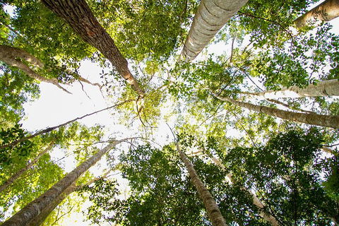 Fraser Island 4WD Tour From Noosa - Pubs Adelaide 0