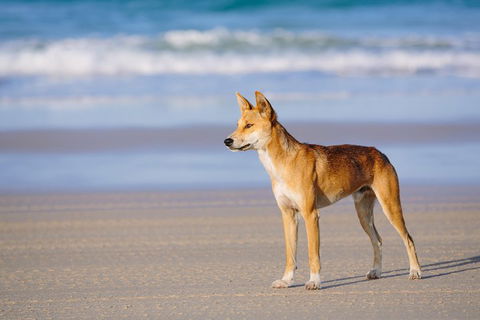 Fraser Island 4WD Tour From Rainbow Beach - Pubs Adelaide 2
