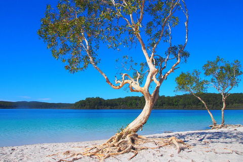 Fraser Island 4WD Tour From Rainbow Beach - Pubs Adelaide 5