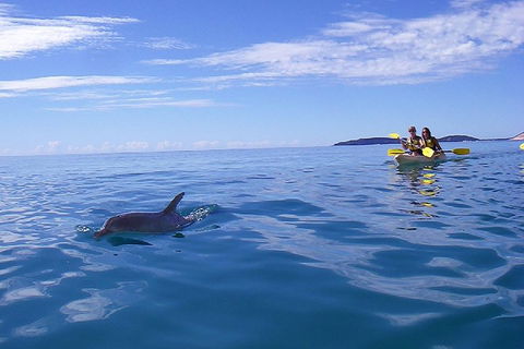 Kayak With Dolphins And 4WD Great Beach Drive Day Trip From Noosa - Pubs Adelaide 2