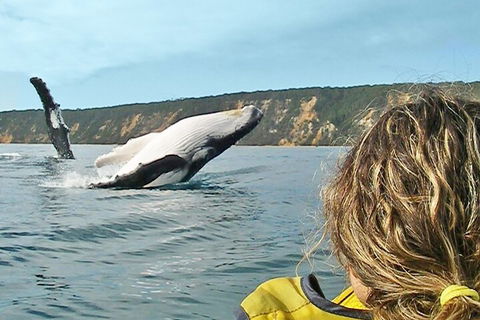 Kayak With Dolphins And 4WD Great Beach Drive Day Trip From Noosa - Pubs Adelaide 3