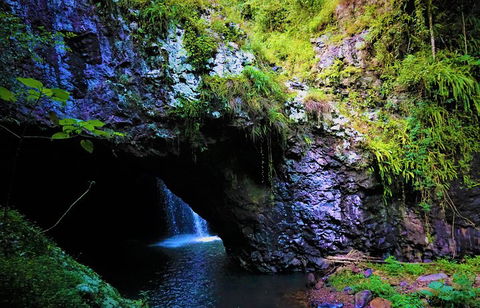 Rainforest & Waterfalls Extravaganza - Pubs Adelaide 5