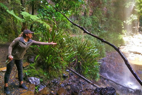Private Tour - Rainforest & Waterfalls Extravaganza - Pubs Adelaide 4