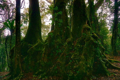 Private Tour - Rainforest & Waterfalls Extravaganza - Pubs Adelaide 5