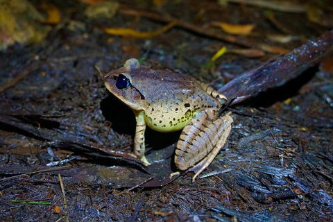 Glow Worms Private Tour - Nocturnal Rainforest Walk - Pubs Adelaide 0