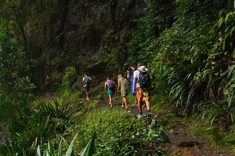 Glow Worms Private Tour - Nocturnal Rainforest Walk - Pubs Adelaide 1