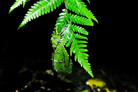Glow Worms Private Tour - Nocturnal Rainforest Walk - Pubs Adelaide 2