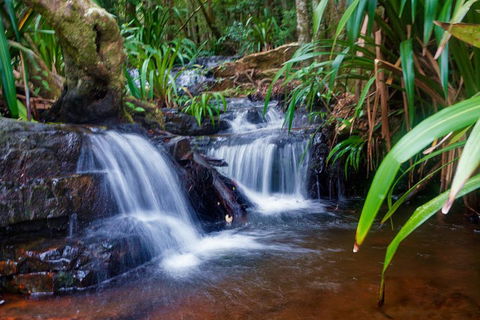 Glow Worms Private Tour - Nocturnal Rainforest Walk - Pubs Adelaide 5