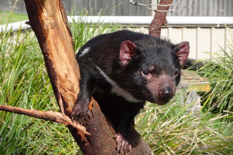 Tasmania 6 Day 'Tour In Circle' - Pubs Adelaide 1