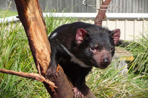 Tasmania 4 Day East Coast + Launceston - Pubs Adelaide 2