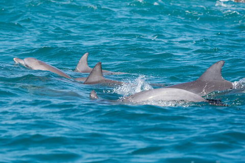 2-Hour Guided Whale Watching Tour At Noosa - Pubs Adelaide 2