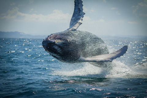 2-Hour Guided Whale Watching Tour At Noosa - Pubs Adelaide 3