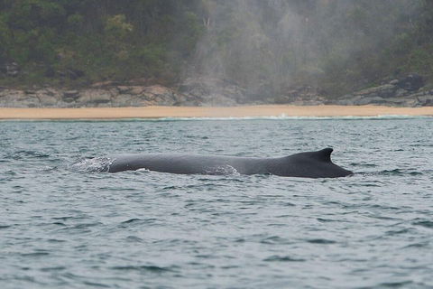 2-Hour Guided Whale Watching Tour At Noosa - Pubs Adelaide 5