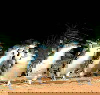 Phillip Island Penguins Private Tour - Pubs Adelaide