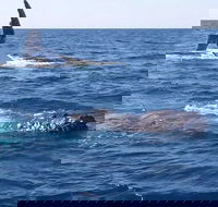 Noosa Whale Watching - Pubs Adelaide