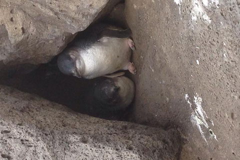 Food Tour Melbourne - St Kilda - Pubs Adelaide 3