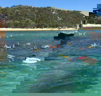 All Inclusive Dolphin and Tangalooma Wrecks Cruise - Pubs Adelaide