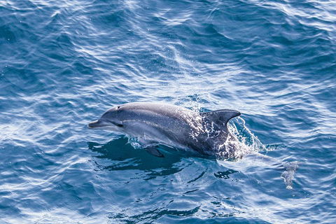 All Inclusive Dolphin And Tangalooma Wrecks Cruise - Pubs Adelaide 1