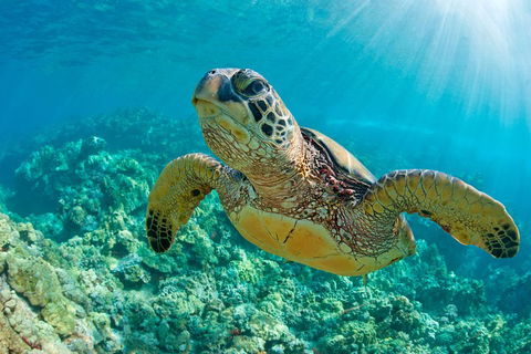 All Inclusive Dolphin And Tangalooma Wrecks Cruise - Pubs Adelaide 3
