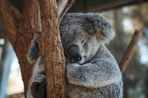 Sydney Taronga Zoo General Entry Ticket - Pubs Adelaide 3
