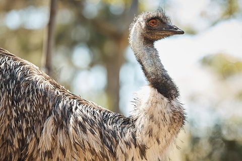 Sydney Taronga Zoo General Entry Ticket - Pubs Adelaide 4