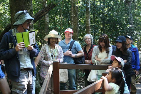 Natural Bridge Glow Worm Night Tour From Gold Coast - Pubs Adelaide 4